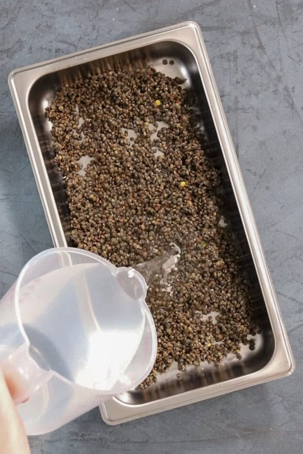 pouring water over French lentils in a stainless steel tray, to show how to steam lentils